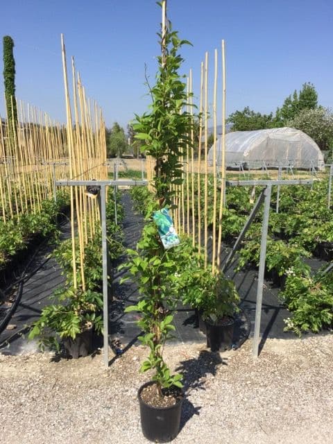 Actinidia arguta 'Issai' rampicante