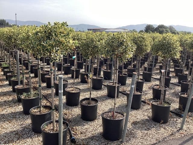 Ilex aquifolium 'Argenteomarginata' Half Standard