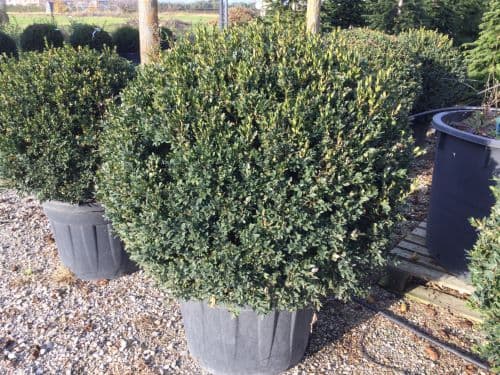 Buxus sempervirens Ball