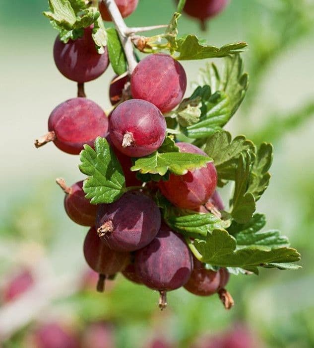 Ribes uva-crispa 'Whinham's Industry' a cespuglio