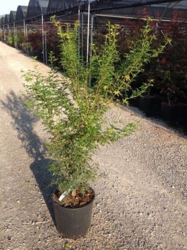 Acer palmatum 'Crippsii' Bush