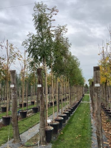 Fraxinus angustifolia ad alto fusto