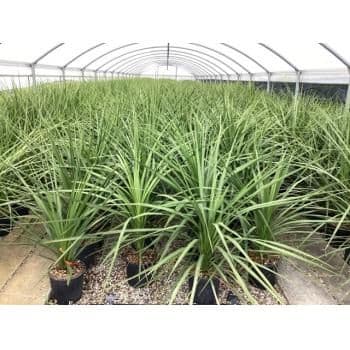 Cordyline australis Bush