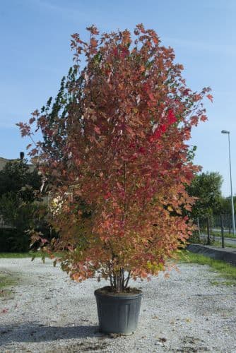 Acer x freemanii 'Autumn Blaze'® Bush
