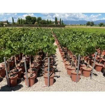 Cercis chinensis 'Avondale' Mini standard