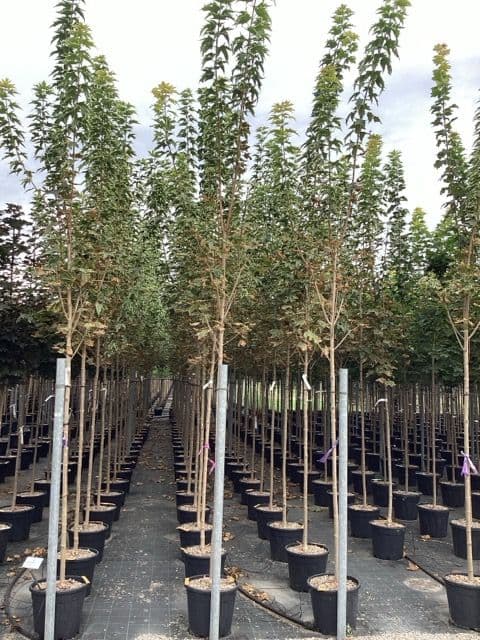 Acer platanoides 'Drummondii' ad alto fusto