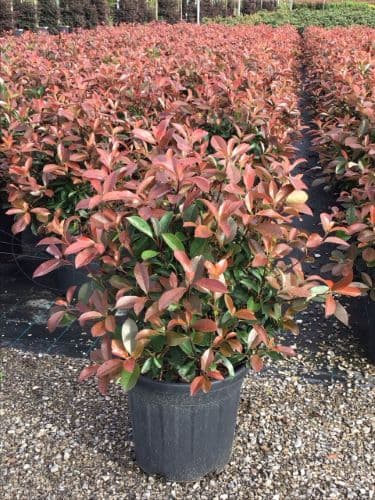 Photinia x fraseri 'Red Robin' Ball