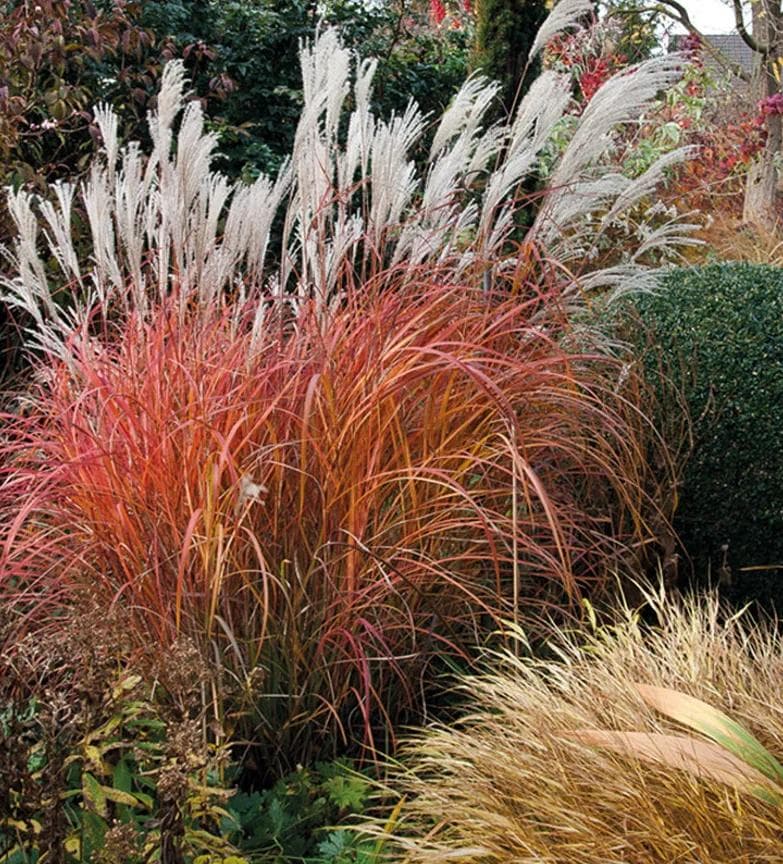 Miscanthus sinensis 'Little Miss' Bush
