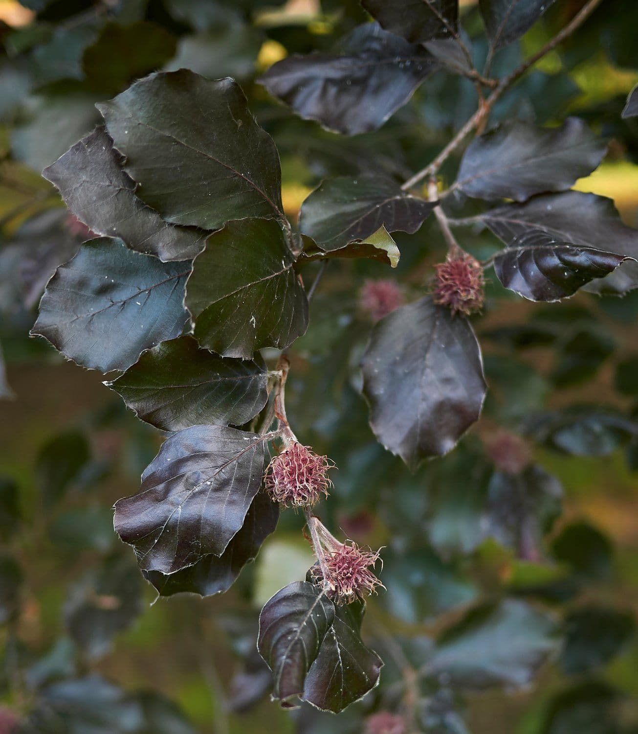 Fagus sylvatica 'Dawyck Purple' Bush