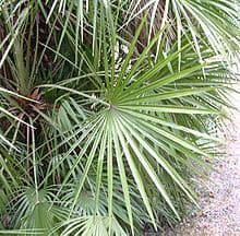 Chamaerops humilis 'Cerifera' Bush