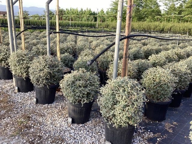 Teucrium fruticans Ball