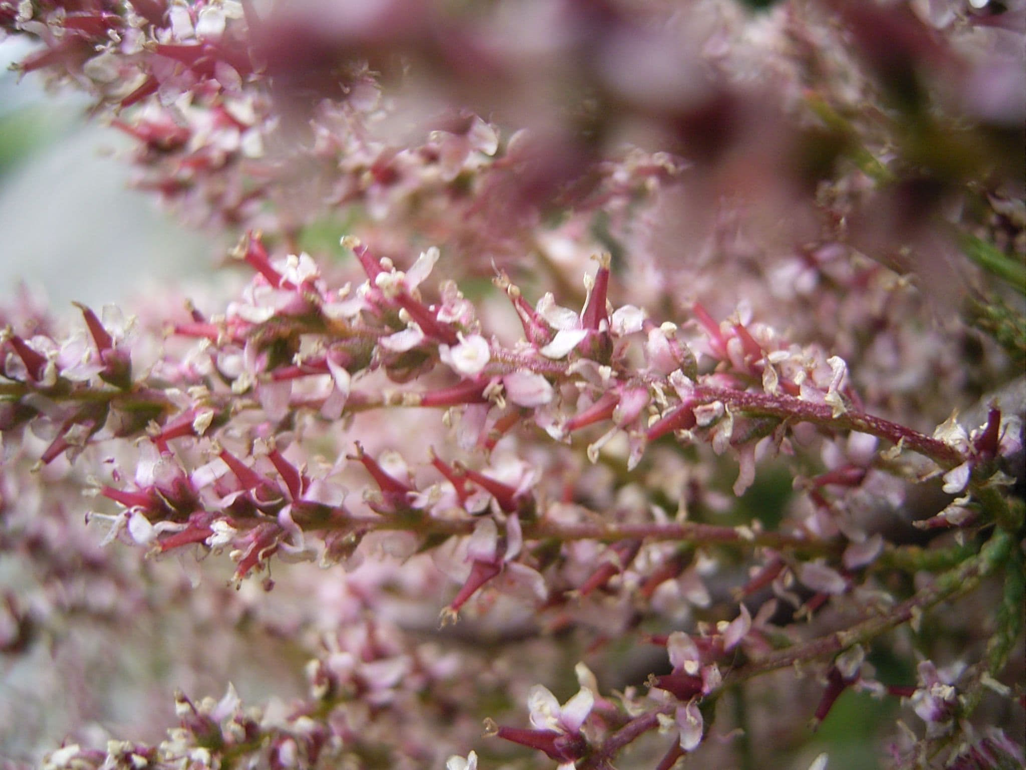 Tamarix gallica a mezzo fusto