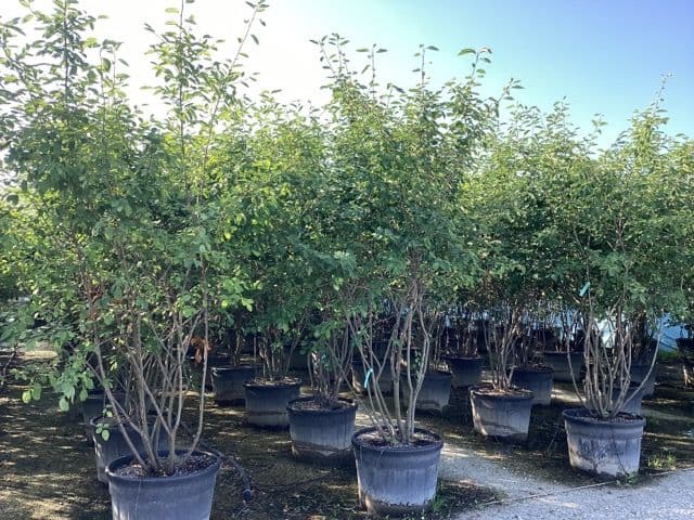 Amelanchier lamarckii Multistemmed