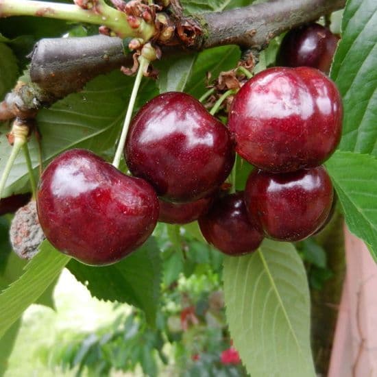 Prunus avium 'Celeste' Half Standard