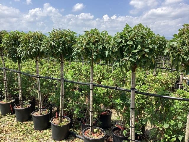 Prunus lusticanica 'Angustifolia' a mezzo fusto