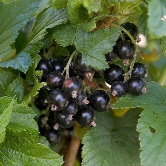 Ribes nigrum 'Geant de Boskoop' a cespuglio