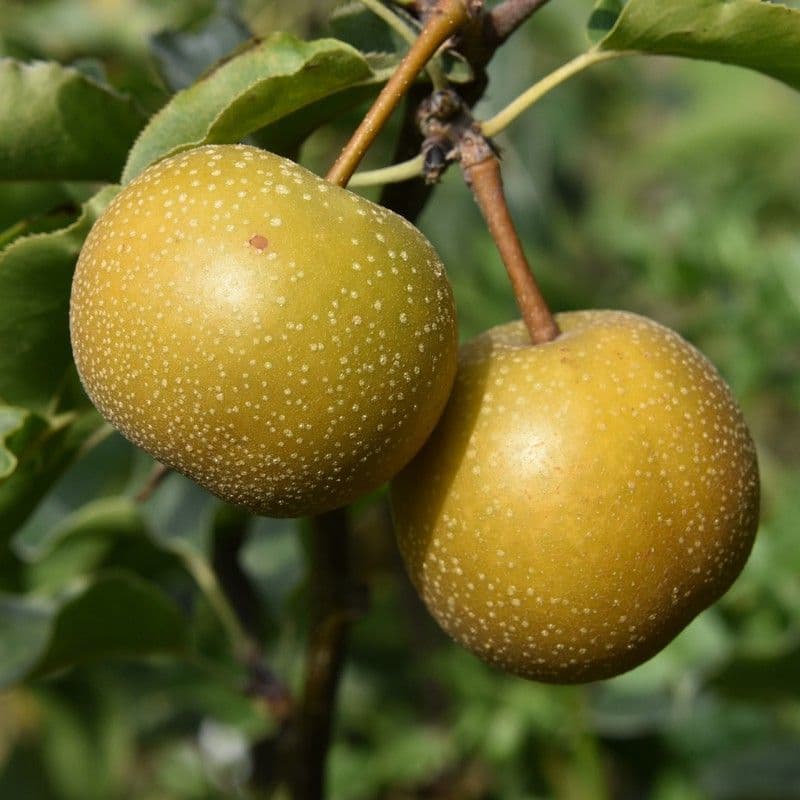 Pyrus pyrifolia 'Hosui' a mezzo fusto
