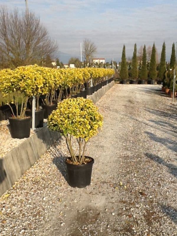 Euonymus japonicus 'Elegantissimus Aureus' Multistemmed