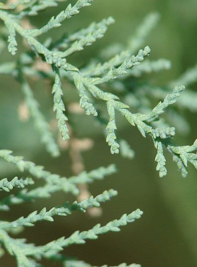 Tamarix gallica a mezzo fusto