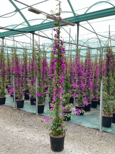 Bougainvillea glabra 'Sanderiana' Climber