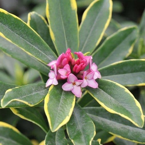 Daphne odora 'Aureomarginata' Bush