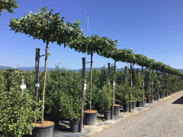 Platanus orientalis 'Cuneata' a tetto su alto fusto
