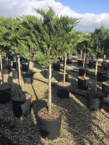 Juniperus sabina 'Tamarixifolia' Half Standard