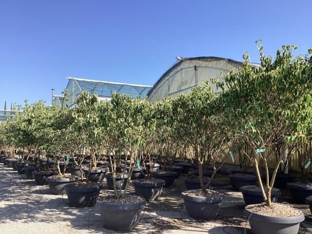 Cornus kousa 'China Girl' multitronco