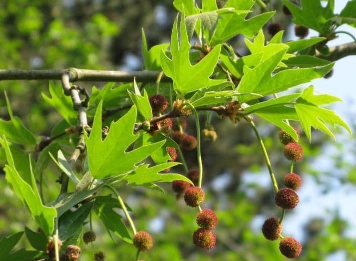Platanus orientalis 'Cuneata' a tetto su alto fusto