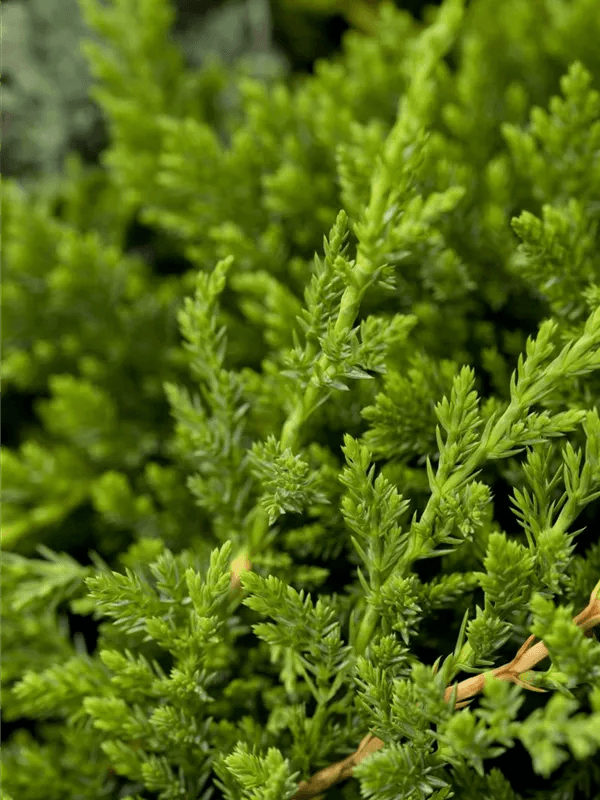 Juniperus horizontalis 'Prince of Wales' a mini alberetto