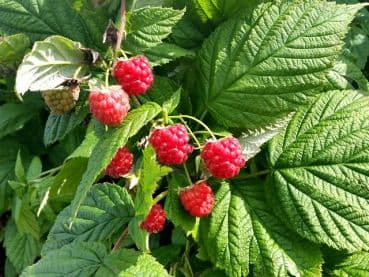 Rubus idaeus 'Aroma Queen' cespuglio