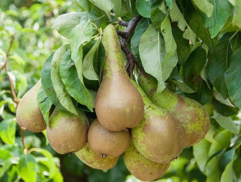 Pyrus communis 'Conference' Half Standard