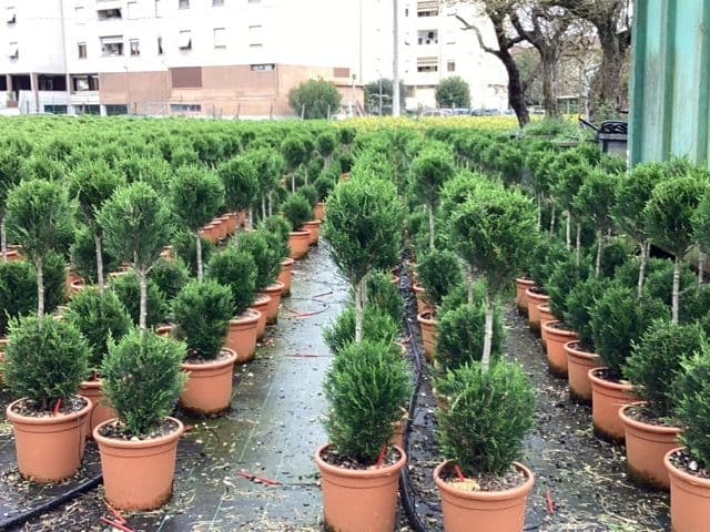 Cupressocyparis leylandii '2001' 2 Balls