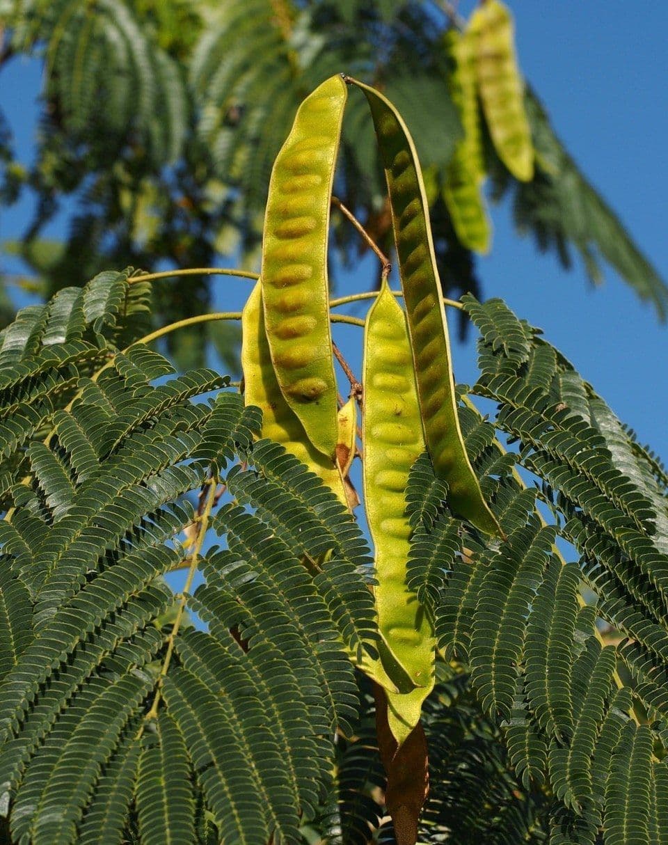 Albizia julibrissin Bush