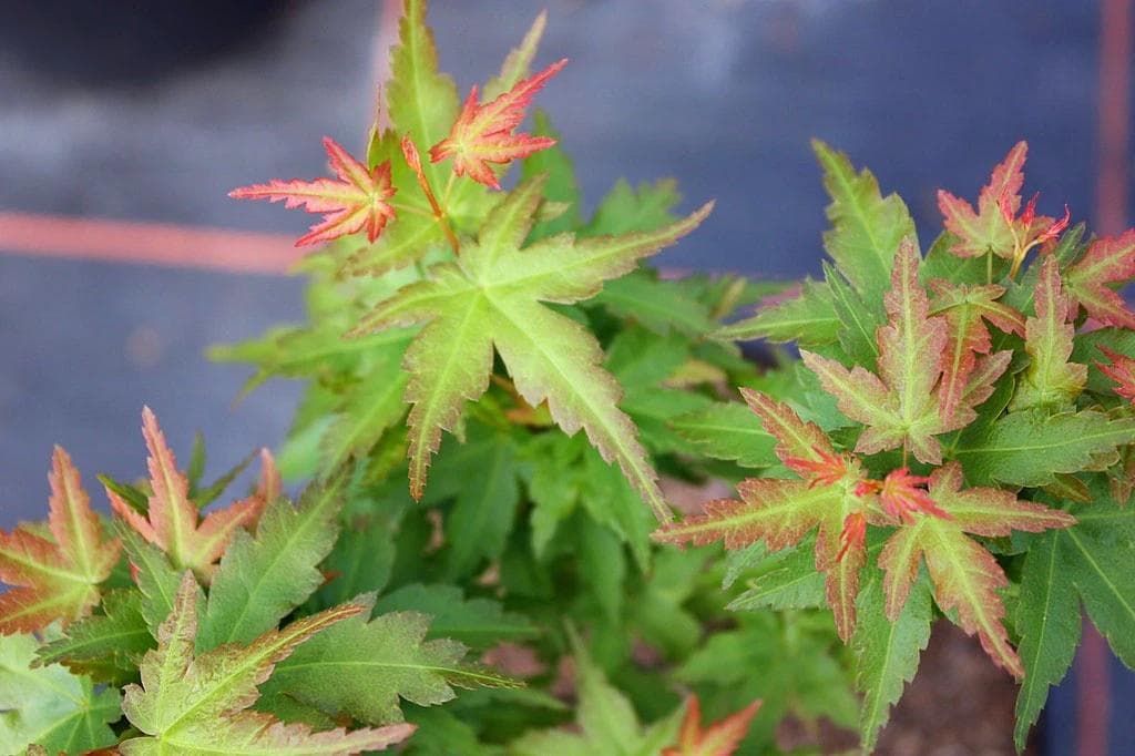 Acer palmatum 'Crippsii' Bush