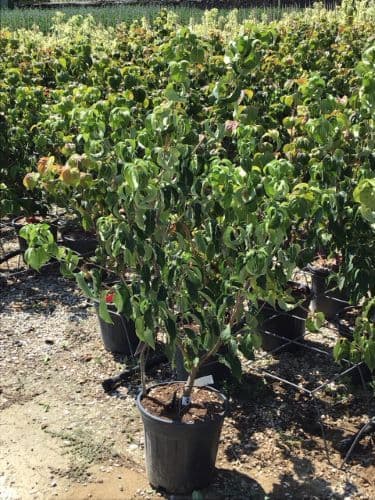 Cornus kousa 'Milky Way' Bush