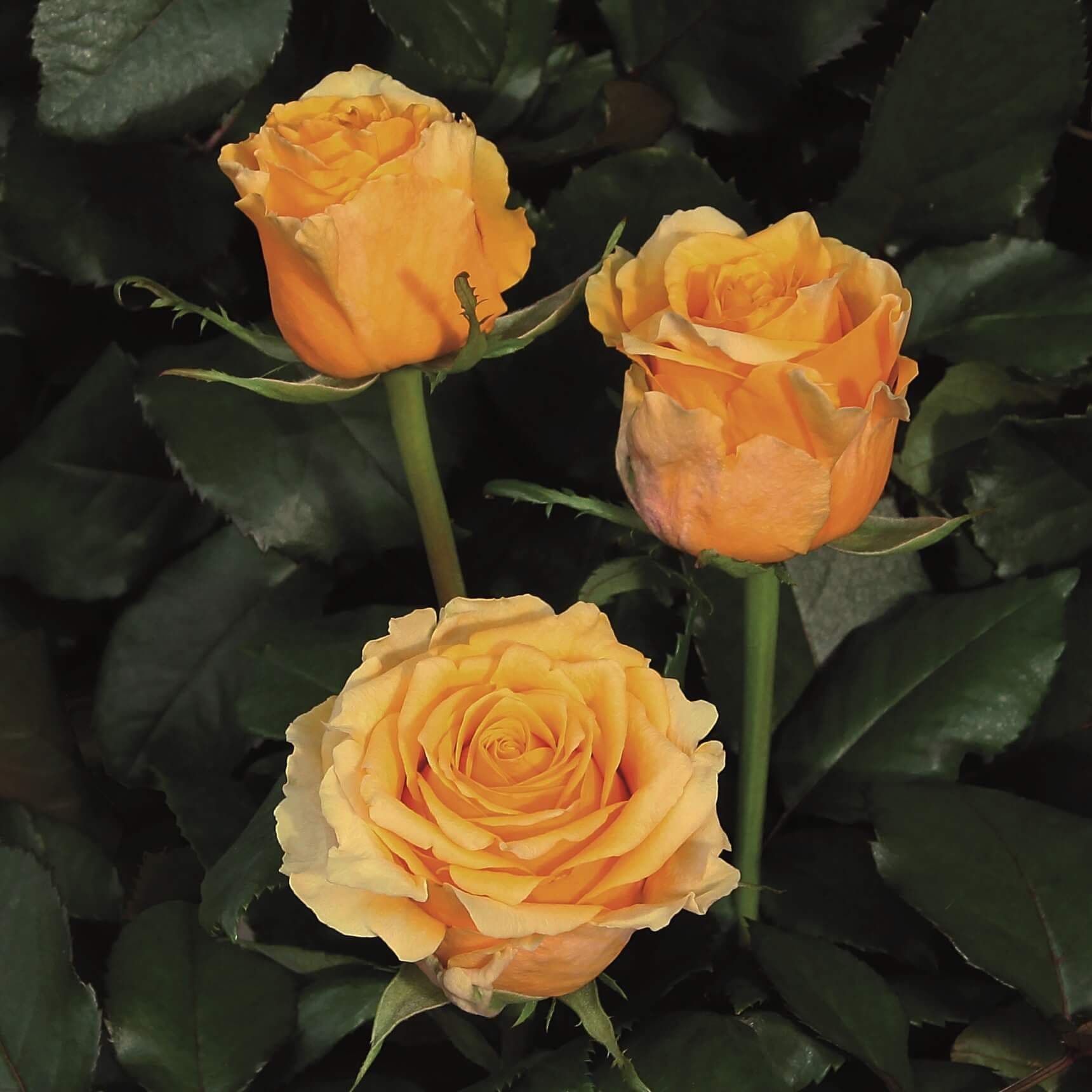 Rosa 'Skyline' a rampicante