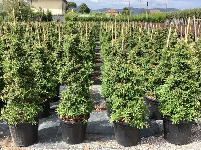 Pyracantha 'Navaho' a cono