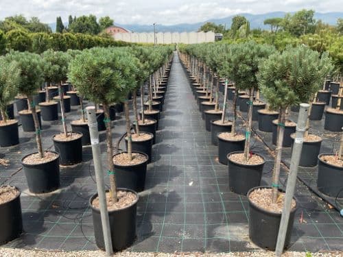 Pinus mugo 'Sherwood Compact' Half Standard