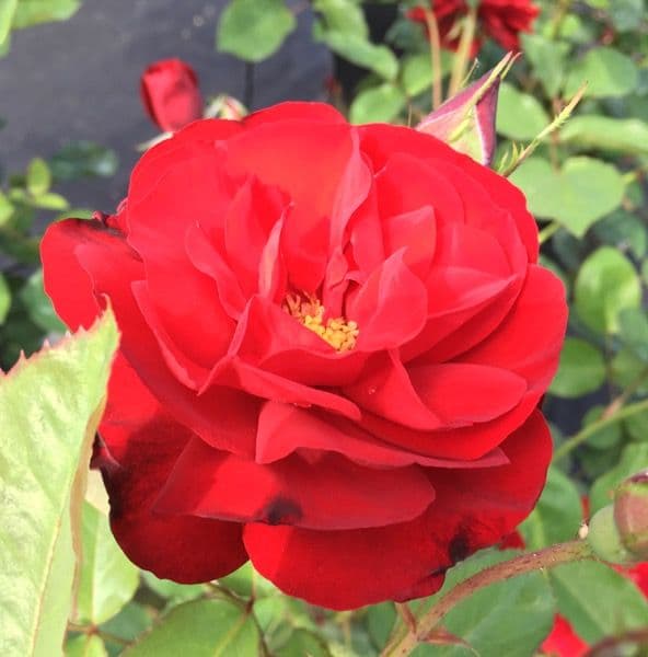 Rosa 'Lili Marlene' a cespuglio