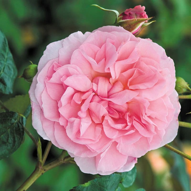 Rosa 'Strawberry Hill' a rampicante