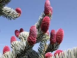 Picea pungens 'Hoopsii' Bush