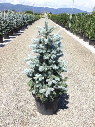 Picea pungens 'Hoopsii' Bush