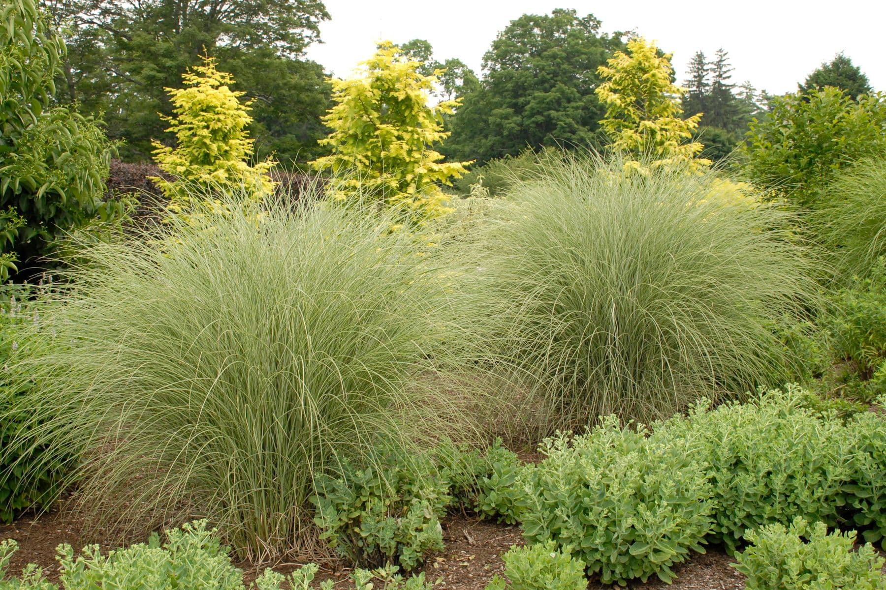 Miscanthus sinensis 'Morning Light' a cespuglio