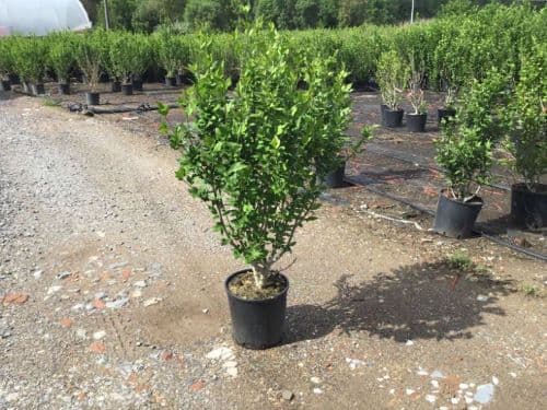Hibiscus syriacus 'Hamabo' Bush