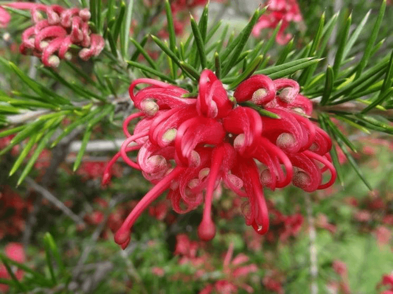 Grevillea rosmarinifolia a mezzo fusto