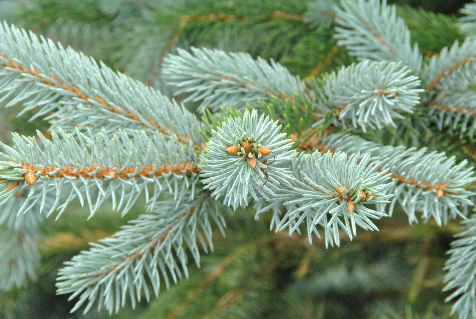 Picea pungens 'Hoopsii' Bush
