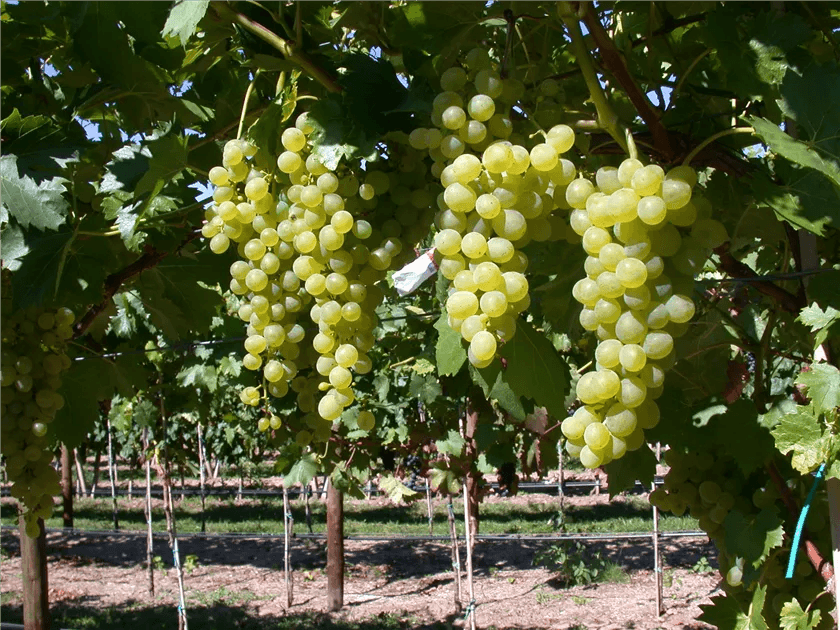 Vitis vinifera 'Suzi' Half Standard