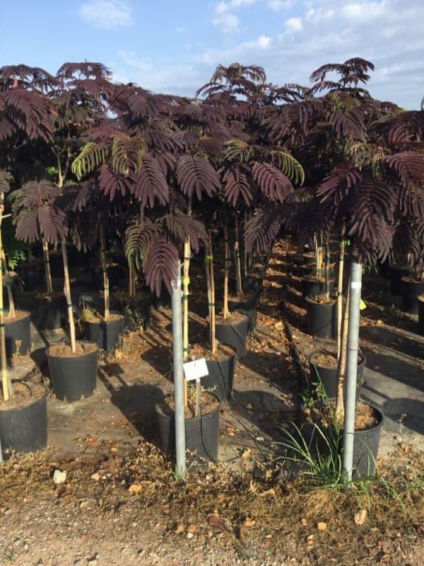 Albizia julibrissin 'Summer Chocolate' Half Standard