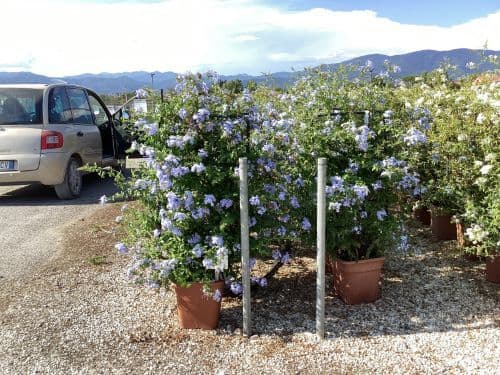 Plumbago auriculata a spalliera